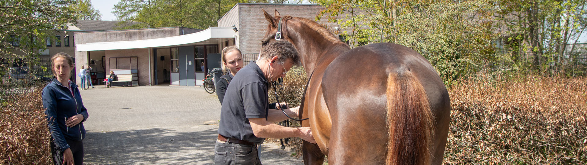 Interne geneeskunde - Paarden - Dierenartsenpraktijk de Meierij