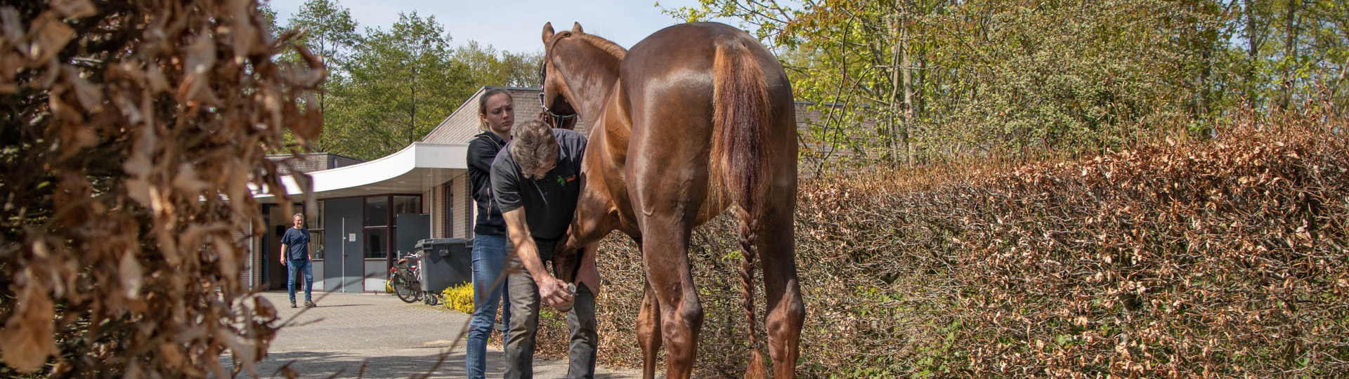 Keuringen - Paarden - Dierenartsenpraktijk de Meierij