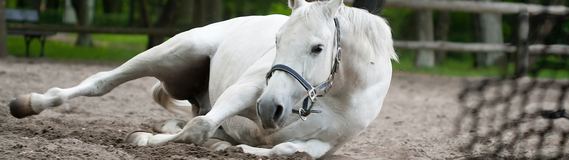 Osteopathie - Paarden - Dierenartsenpraktijk de Meierij